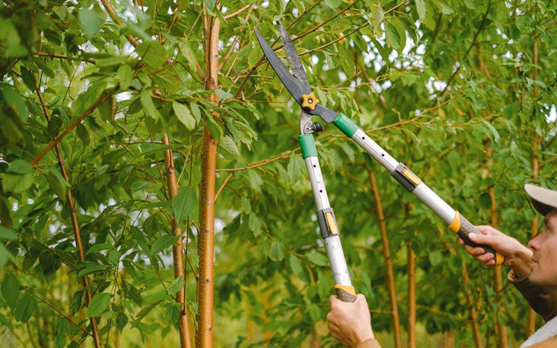 Tree trimming in Kissimmee, FL